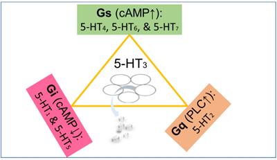 The Role of Serotonin in Singultus: A Review